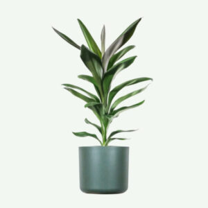 plants ecommerce product featured img 20