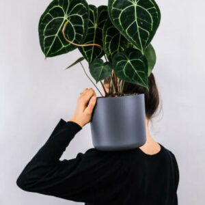 plants store gallery img 1